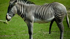 Nature Animals zebras