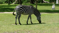 Nature Animals zebras