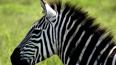Nature Animals zebras