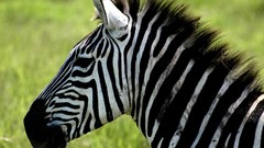Nature Animals zebras