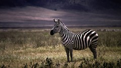 Nature Animals zebras