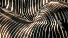 Nature Animals zebras