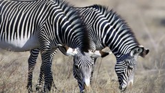 Nature Animals zebras