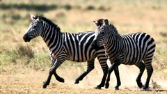 Nature Animals zebras