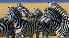 Nature Animals zebras Kenya National plains mara