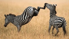 Nature Animals zebras kicking facepunch