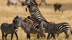 Nature Animals zebras standing