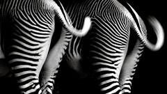 Nature Animals zebras tails