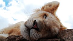 nature Anime lion closeup Animals sleeping Mammals