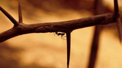 Nature ants