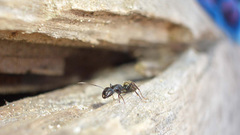 Nature ants Companion close-up