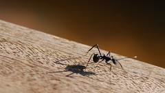 Nature ants insects
