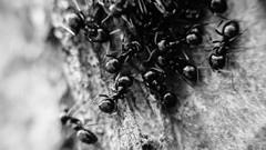 Nature ants insects grayscale