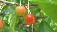 Nature apples multicolor fruit trees