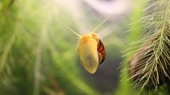 Nature aquarium snails flying molluscs