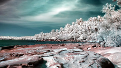 Nature artwork beach Palms