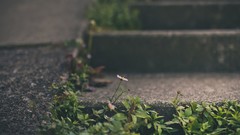 Nature artwork depth of field