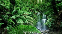 Nature Australia waterfalls forests Victoria Australia
