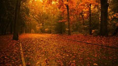 Nature autumn
