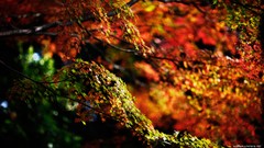 Nature autumn