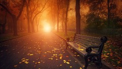Nature autumn bench sunlight