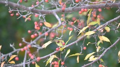 Nature autumn Berries