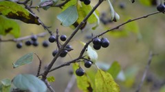 Nature autumn Berries