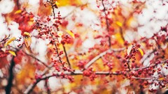 Nature autumn Berries bokeh depth of field