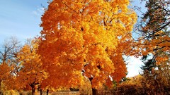 Nature autumn colors