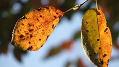 Nature autumn depth of