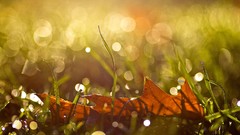Nature autumn drop reflections leaf sunlight