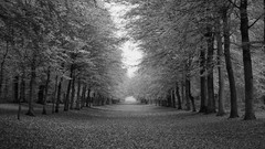 Nature autumn evening forests