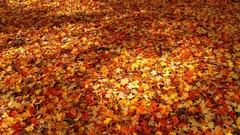 Nature autumn fallen leaves
