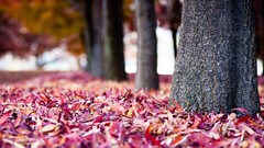 Nature autumn fallen leaves depth of field