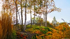 Nature autumn fences