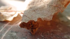 Nature autumn Flowers