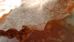 Nature autumn Flowers