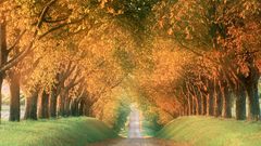 Nature autumn forest road