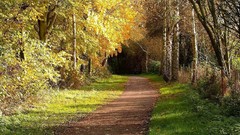 Nature autumn forests
