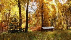 Nature autumn forests