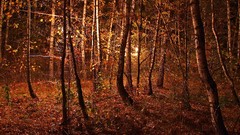 Nature autumn forests