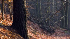 Nature autumn forests