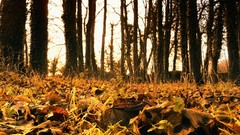 Nature autumn forests fallen leaves