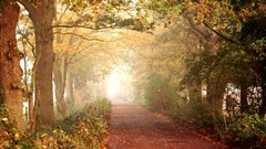 Nature autumn forests roads