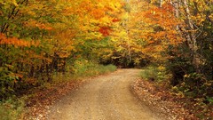 Nature autumn forests roads