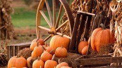 Nature autumn harvest pumpkins