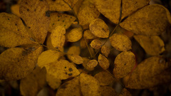 Nature autumn leaves