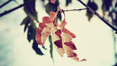 Nature autumn leaves