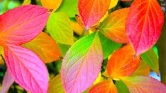 Nature autumn leaves