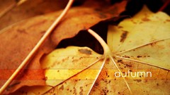 Nature autumn leaves